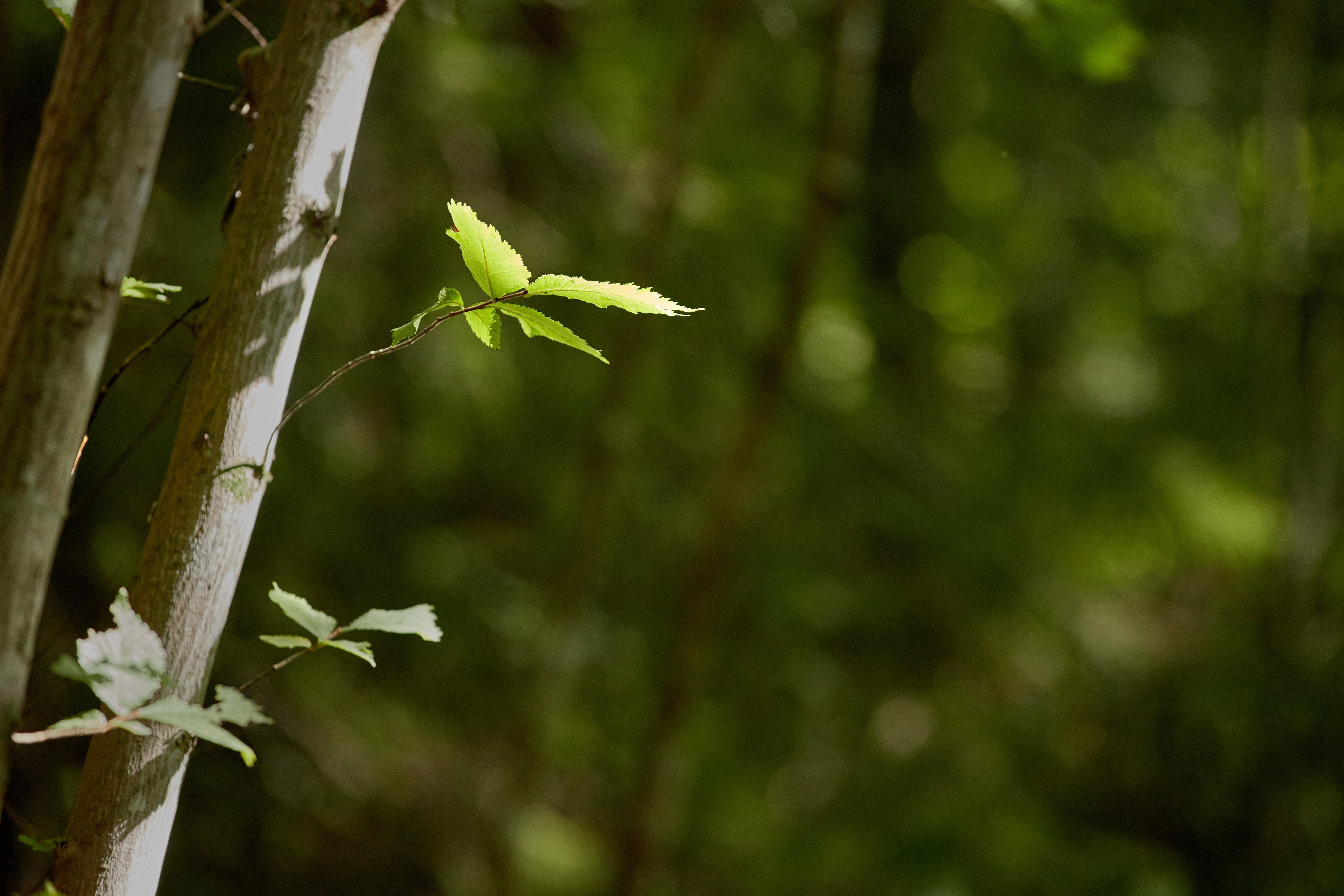 nature co2