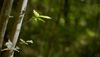 co2 nature