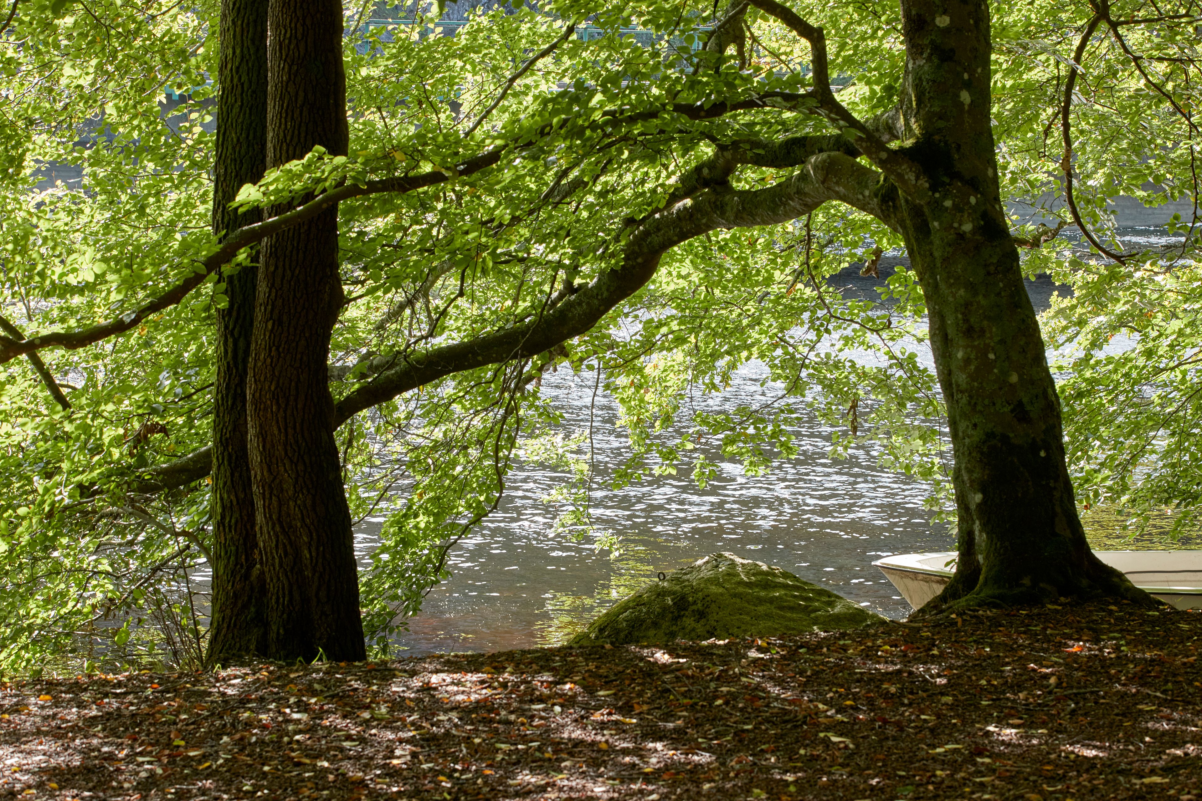 Alberi verdi e uno stagno
