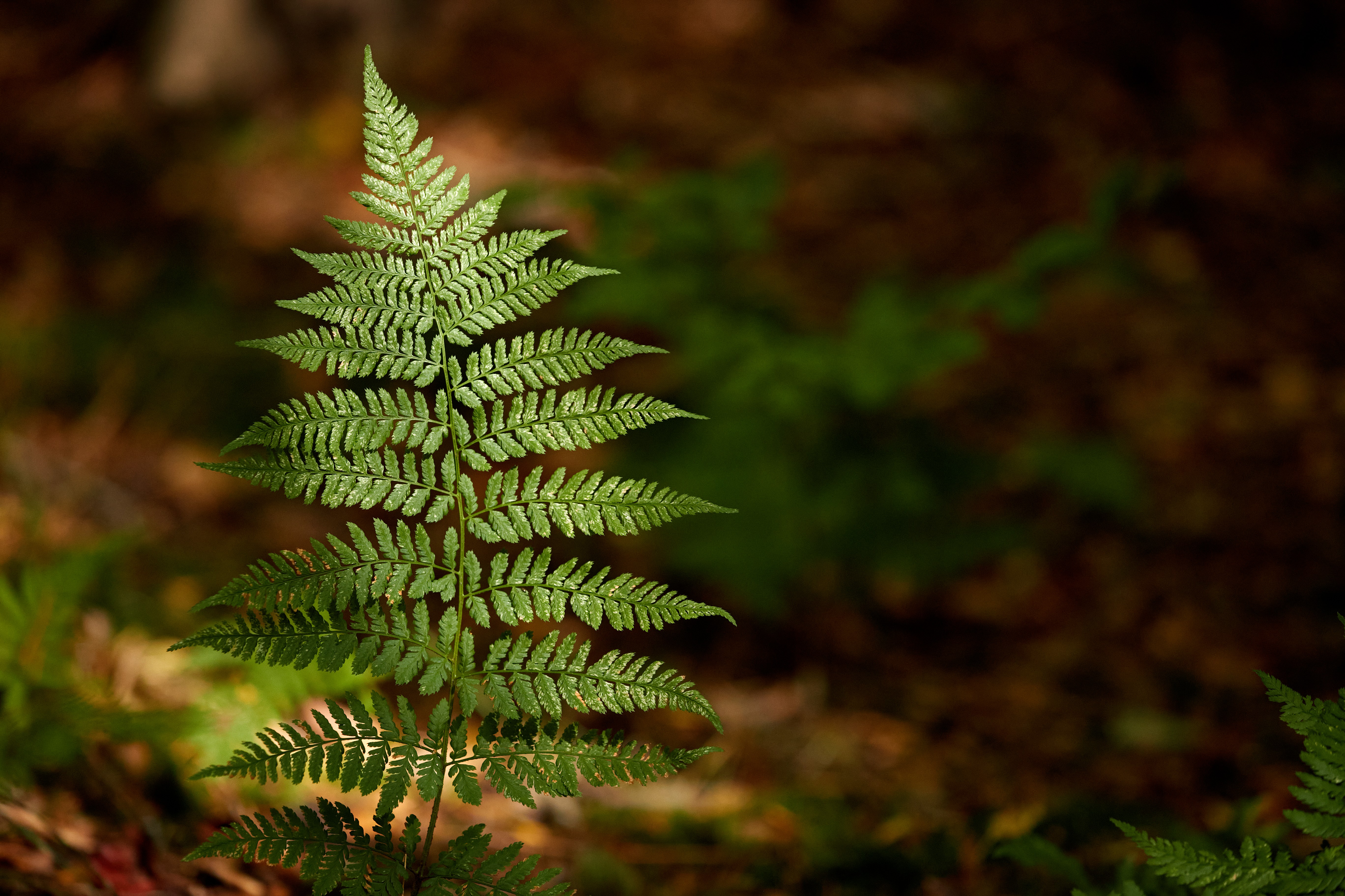 Green leaf