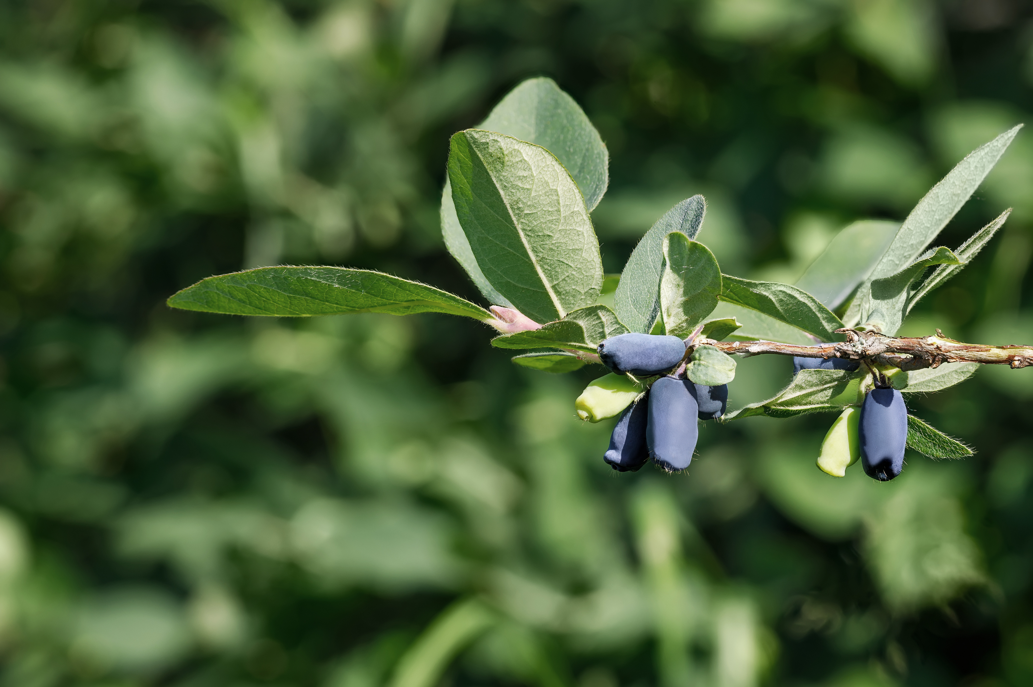 Wykorzystanie odpadów pofermentacyjnych jagody kamczackiej jako źródła związków biologicznie czynnych