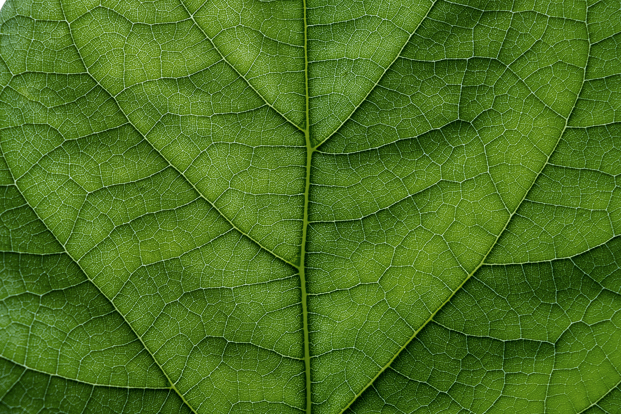 A close-up of a green leaf